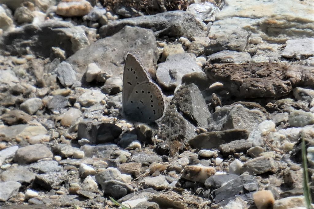 Polyommatus thersites?... Polyommatus sp. ...